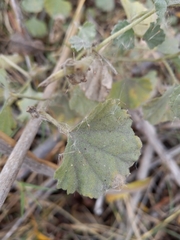 Malvella leprosa