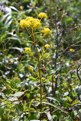 Patrinia scabiosifolia