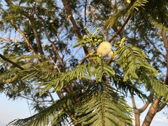 Leucaena esculenta