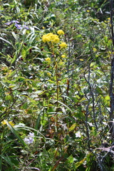 Patrinia scabiosifolia