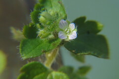 Veronica hederifolia