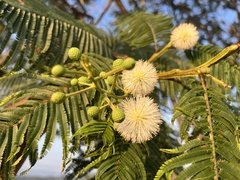 Leucaena esculenta