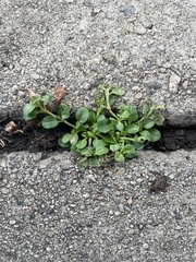 Caryophyllaceae