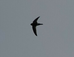 Aerodramus terraereginae