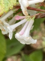Viburnum farreri