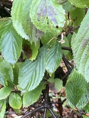 Viburnum farreri