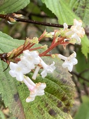 Viburnum farreri