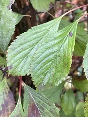 Viburnum farreri