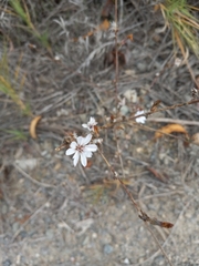 Stephanomeria virgata