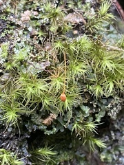 Bartramia pomiformis