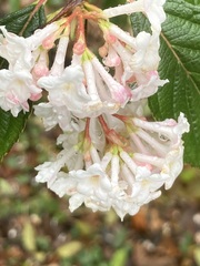 Viburnum farreri