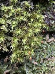 Bartramia pomiformis