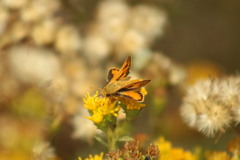 Hylephila phyleus phyleus
