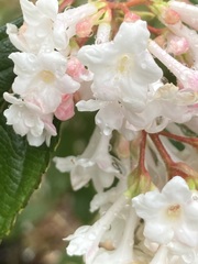 Viburnum farreri