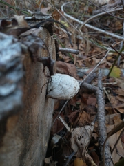 Trametes suaveolens