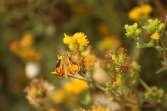 Hylephila phyleus phyleus