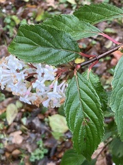 Viburnum farreri