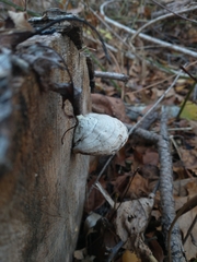 Trametes suaveolens