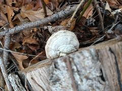 Trametes suaveolens