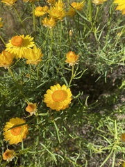 Xerochrysum