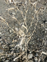 Mentzelia laevicaulis