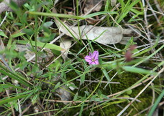 Thysanotus patersonii