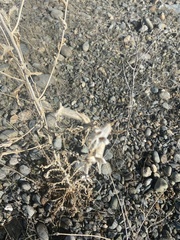 Mentzelia laevicaulis