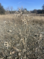 Mentzelia laevicaulis