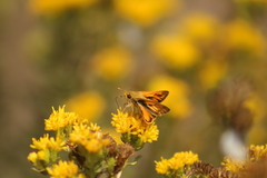 Hylephila phyleus phyleus