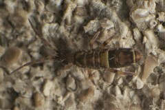 Orchesella cincta