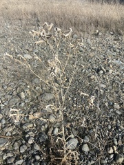 Mentzelia laevicaulis