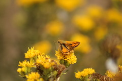 Hylephila phyleus phyleus