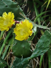 Opuntia monacantha