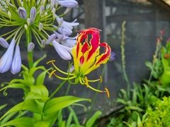 Gloriosa