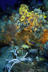 Haemulon carbonarium