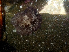 Thysanozoon brocchii