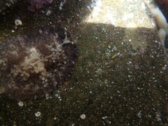 Thysanozoon brocchii