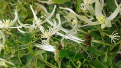 Clematis microphylla
