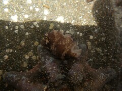 Thysanozoon brocchii