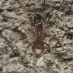 Lasius americanus