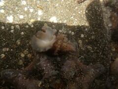 Thysanozoon brocchii