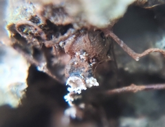 Ophiocordyceps unilateralis