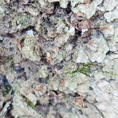 Ophiocordyceps unilateralis