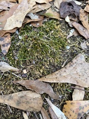 Claopodium rostratum