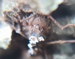 Ophiocordyceps unilateralis