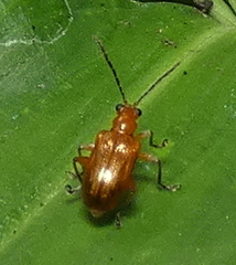Lemini