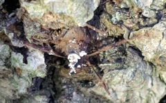 Ophiocordyceps unilateralis