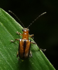 Lemini