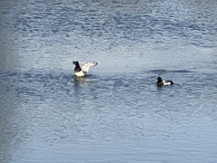 Aythya affinis