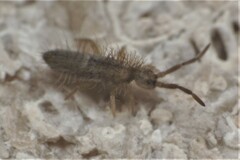 Orchesella villosa